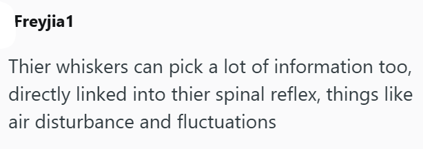 Freyjia1 Thier whiskers can pick a lot of information too, directly linked into thier spinal reflex, things like air disturbance and fluctuations