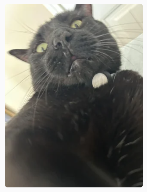 Cheezburger Image 10620837888