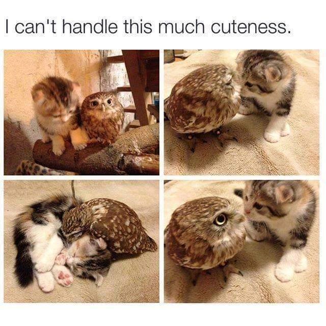 I can't handle this much cuteness.