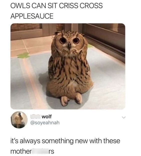 OWLS CAN SIT CRISS CROSS APPLESAUCE wolf @soyeahnah it's always something new with these mother rs