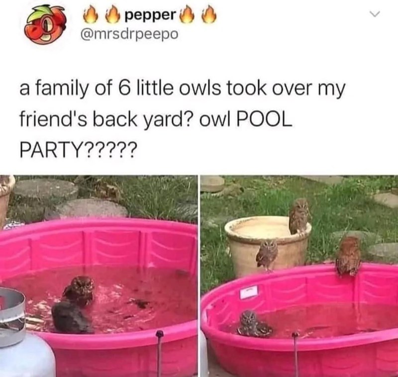 pepper 00 @mrsdrpeepo a family of 6 little owls took over my friend's back yard? owl POOL PARTY?????