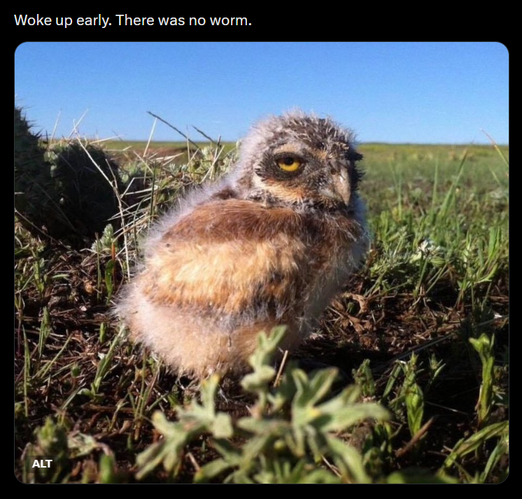 Woke up early. There was no worm. ALT