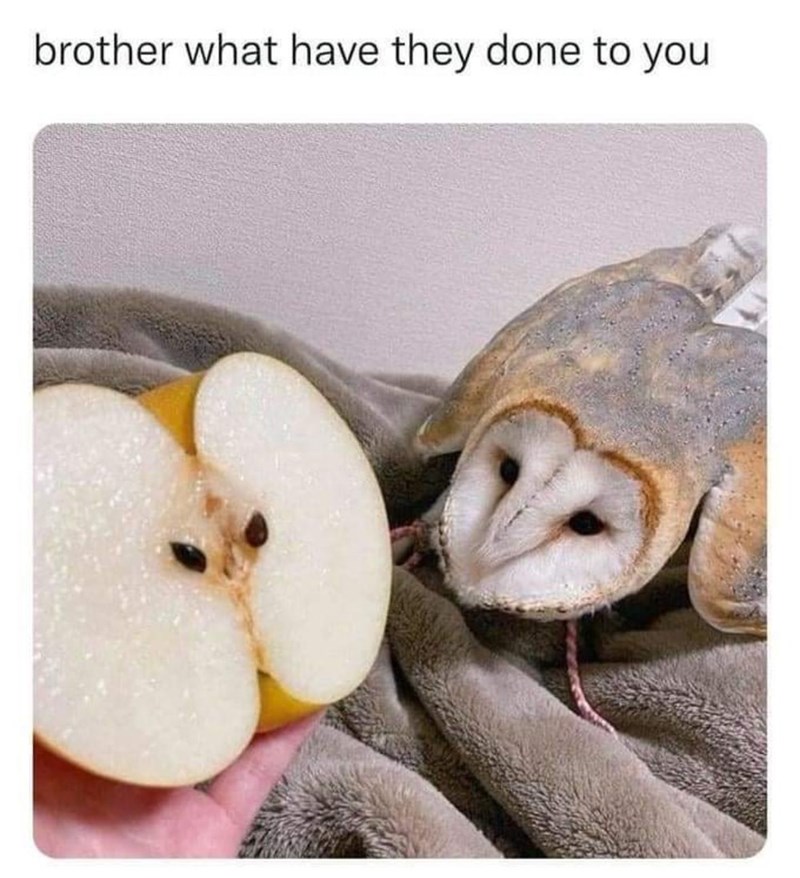 brother what have they done to you