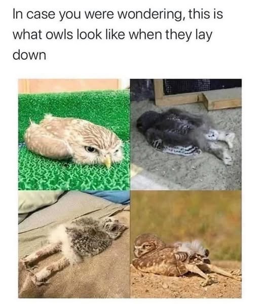 In case you were wondering, this is what owls look like when they lay down