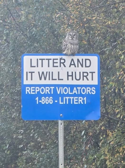 LITTER AND IT WILL HURT REPORT VIOLATORS 1-866-LITTER1
