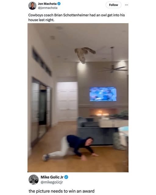 Jon Machota @jonmachota Follow Cowboys coach Brian Schottenheimer had an owl get into his house last night. Mike Golic Jr @mikegolicjr the picture needs to win an award