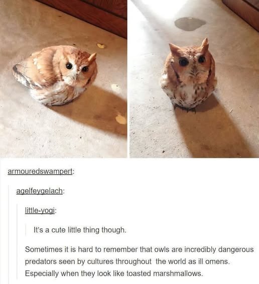 armouredswampert: agelfeygelach: little-yogi: It's a cute little thing though. Sometimes it is hard to remember that owls are incredibly dangerous predators seen by cultures throughout the world as ill omens. Especially when they look like toasted marshmallows.