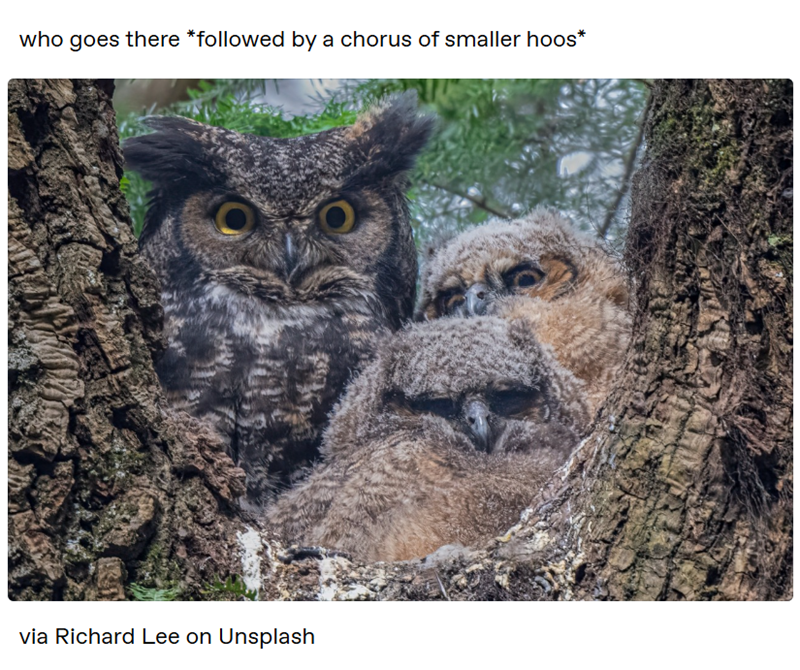 who goes there *followed by a chorus of smaller hoos* Ο via Richard Lee on Unsplash O