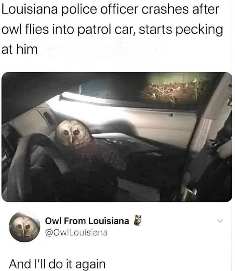 Louisiana police officer crashes after owl flies into patrol car, starts pecking at him Owl From Louisiana @OwlLouisiana And I'll do it again