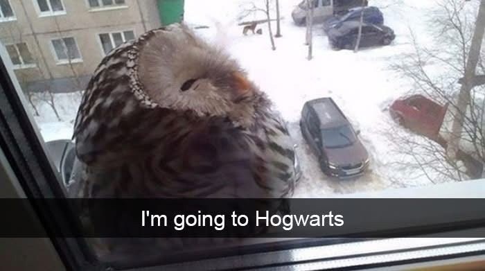 I'm going to Hogwarts