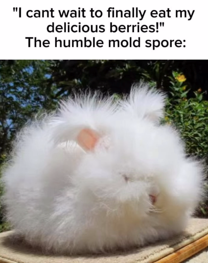 "I cant wait to finally eat my delicious berries!" The humble mold spore: