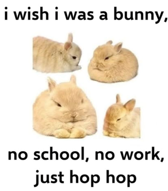 i wish i was a bunny, no school, no work, just hop hop