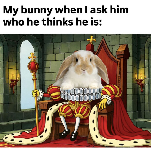 My bunny when I ask him who he thinks he is: