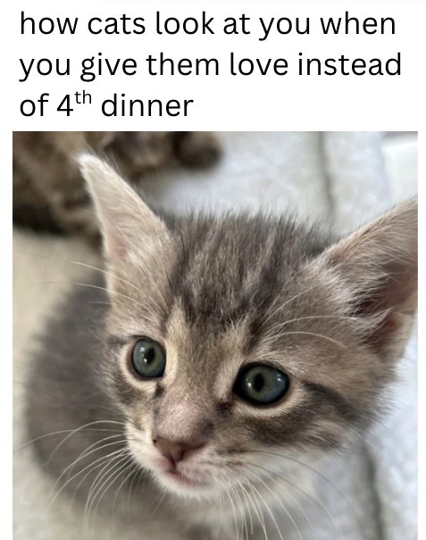 how cats look at you when you give them love instead of 4th dinner