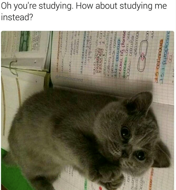 Oh you're studying. How about studying me instead? LACORE טר @hilarious.ted oja Secific ceeer veur 88888 2. t membrabuneusite volleato aarheen a S-2 cel •enkel by plantad Juncte com sta bouw: cellulose, plasmode con 6 celinhoud 1.5. Fytoplasme ce