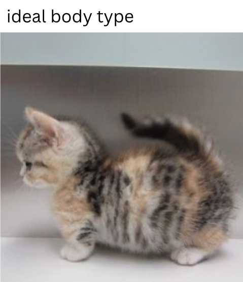 ideal body type