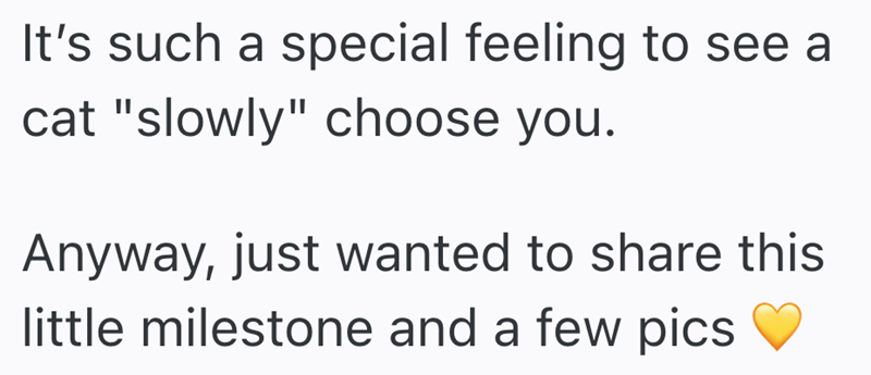 It's such a special feeling to see a cat "slowly" choose you. Anyway, just wanted to share this little milestone and a few pics