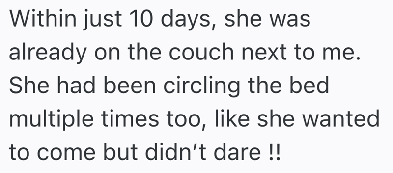 Within just 10 days, she was already on the couch next to me. She had been circling the bed multiple times too, like she wanted to come but didn't dare!!