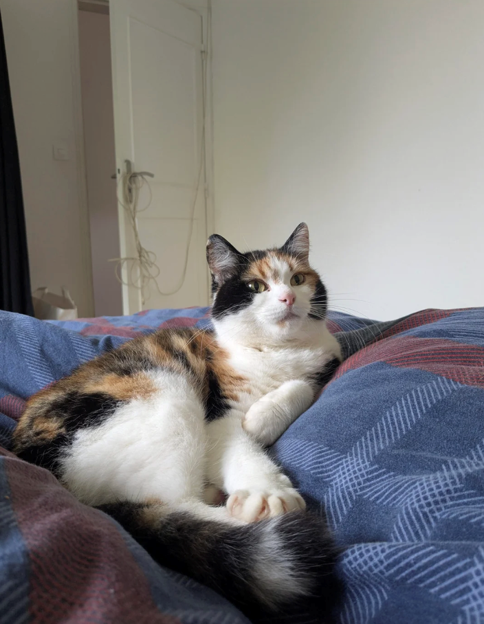 Cheezburger Image 10620965376