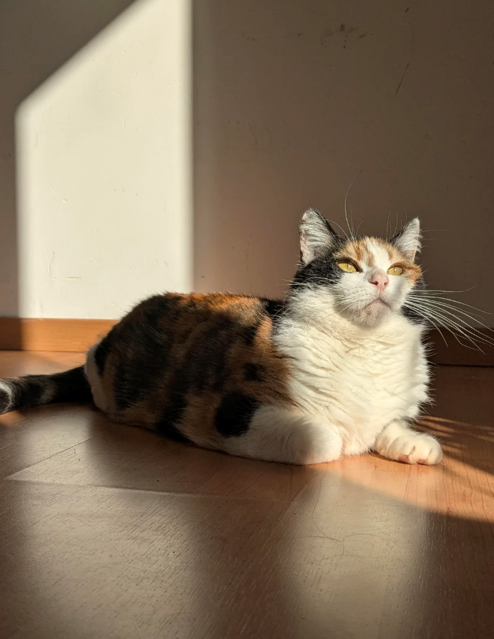 Cheezburger Image 10620965888