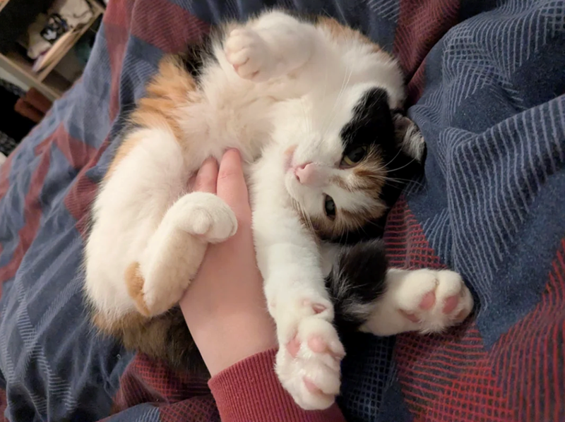 Cheezburger Image 10620966144