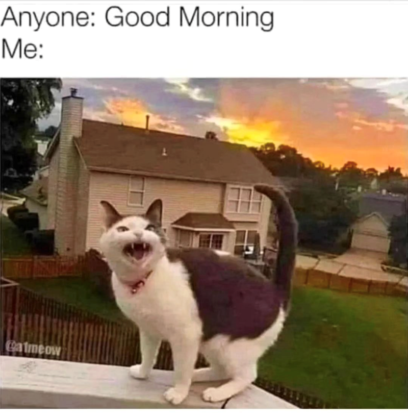 Anyone: Good Morning Me: Calmeow