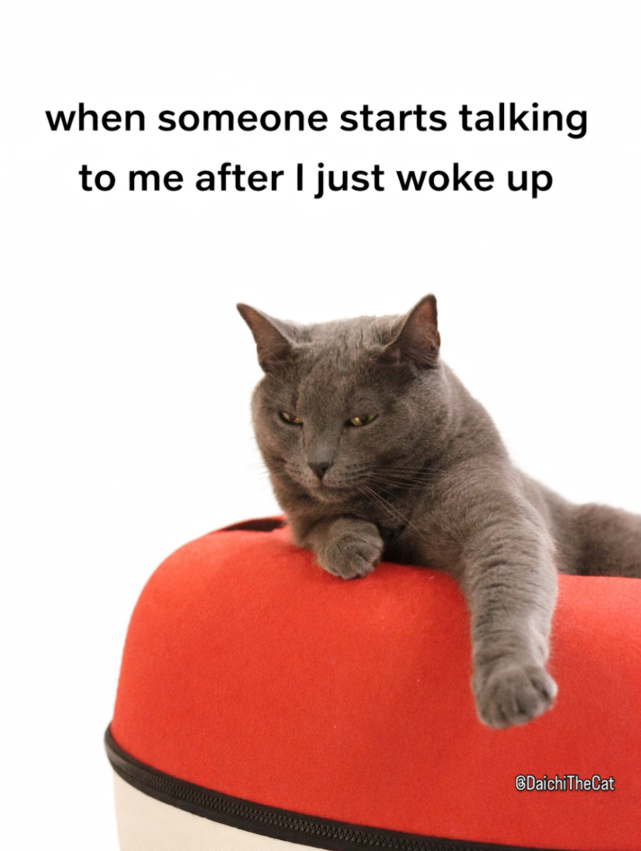 when someone starts talking to me after I just woke up DaichiTheCat