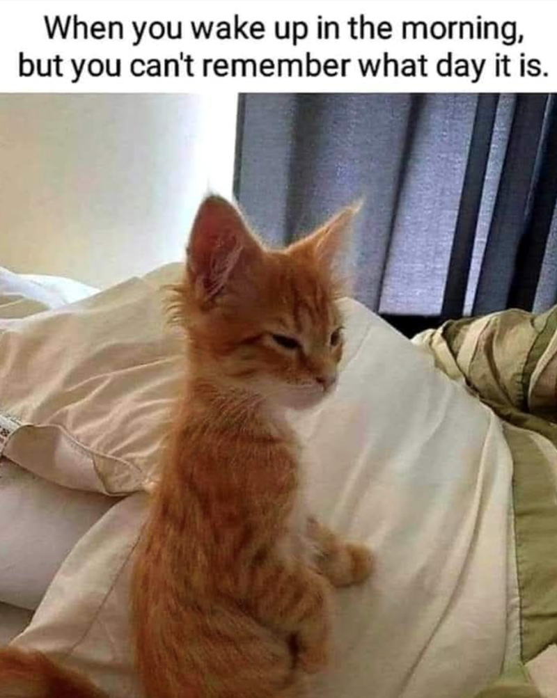When you wake up in the morning, but you can't remember what day it is.