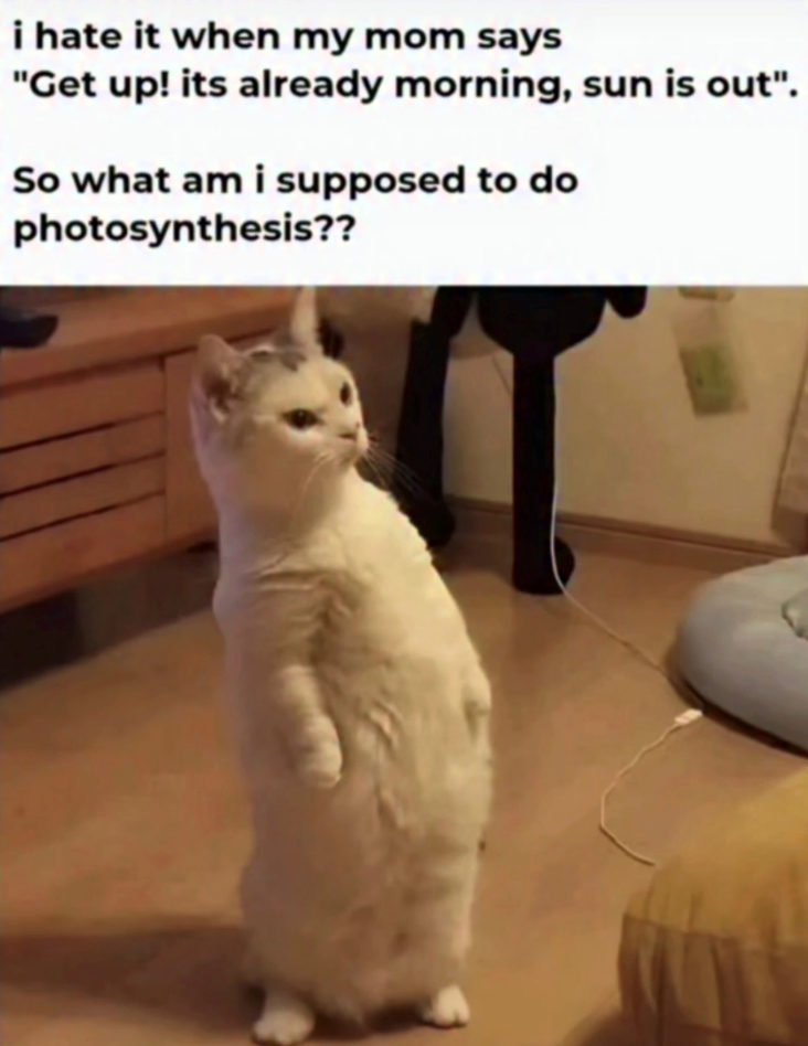 i hate it when my mom says "Get up! its already morning, sun is out". So what am i supposed to do photosynthesis??