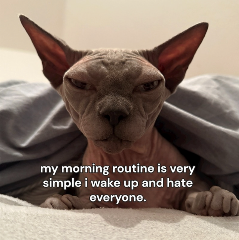 my morning routine is very simple i wake up and hate everyone.