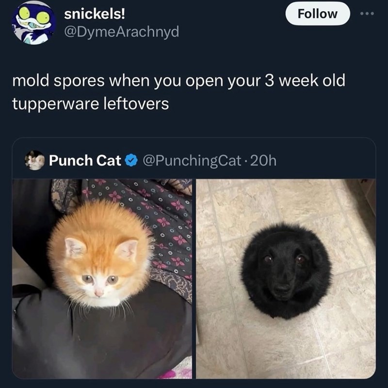 snickels! Follow 600 @DymeArachnyd mold spores when you open your 3 week old tupperware leftovers · Punch Cat @PunchingCat 20h