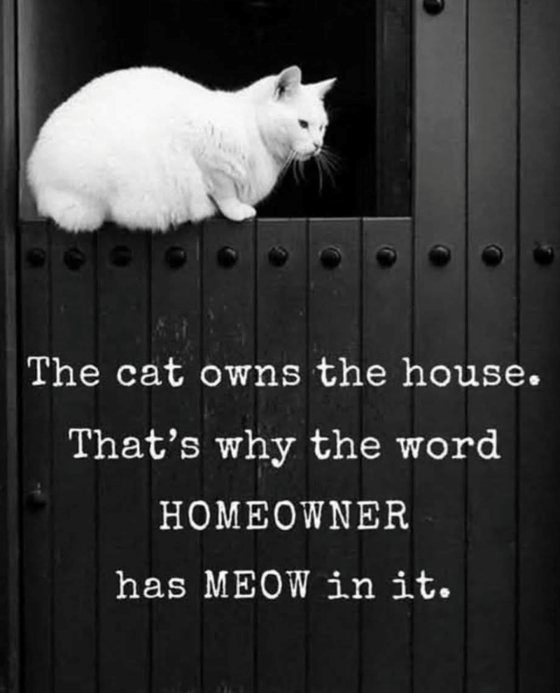 The cat owns the house. That's why the word HOMEOWNER has MEOW in it.