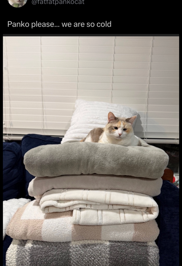 @fatfatpankocat Panko please... we are so cold