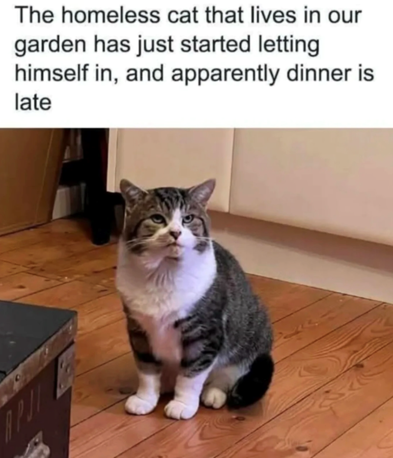 The homeless cat that lives in our garden has just started letting himself in, and apparently dinner is late