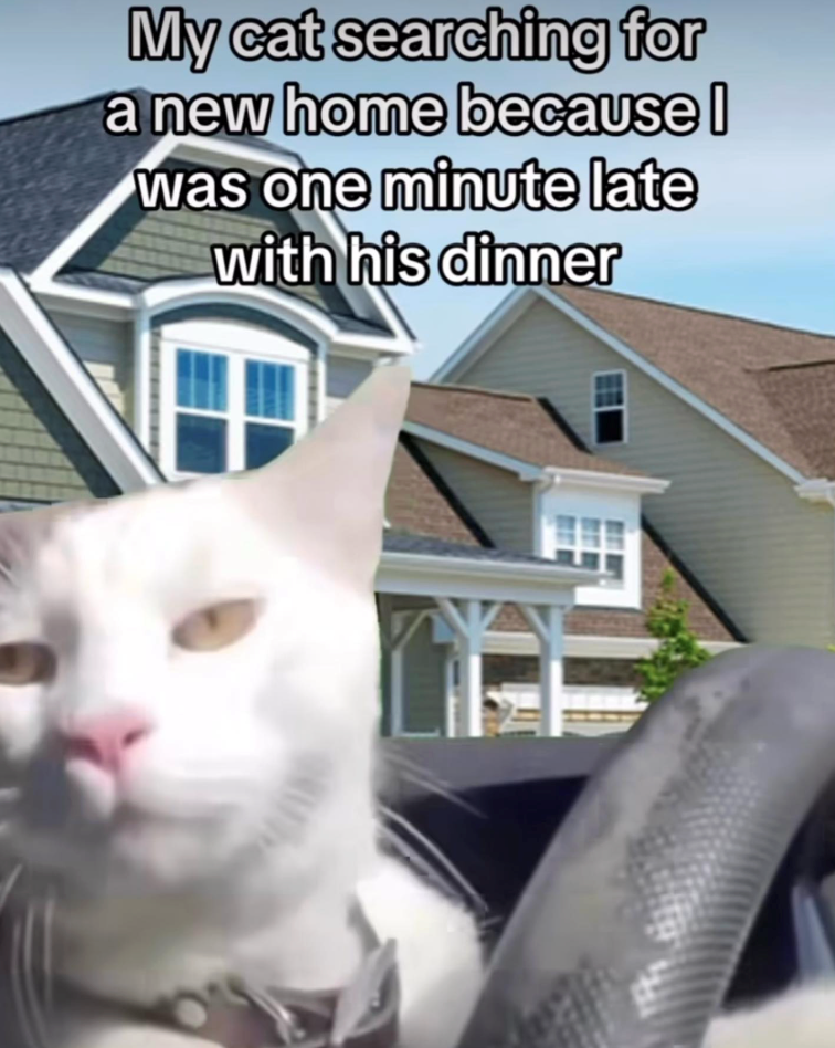 My cat searching for a new home because I was one minute late with his dinner 田