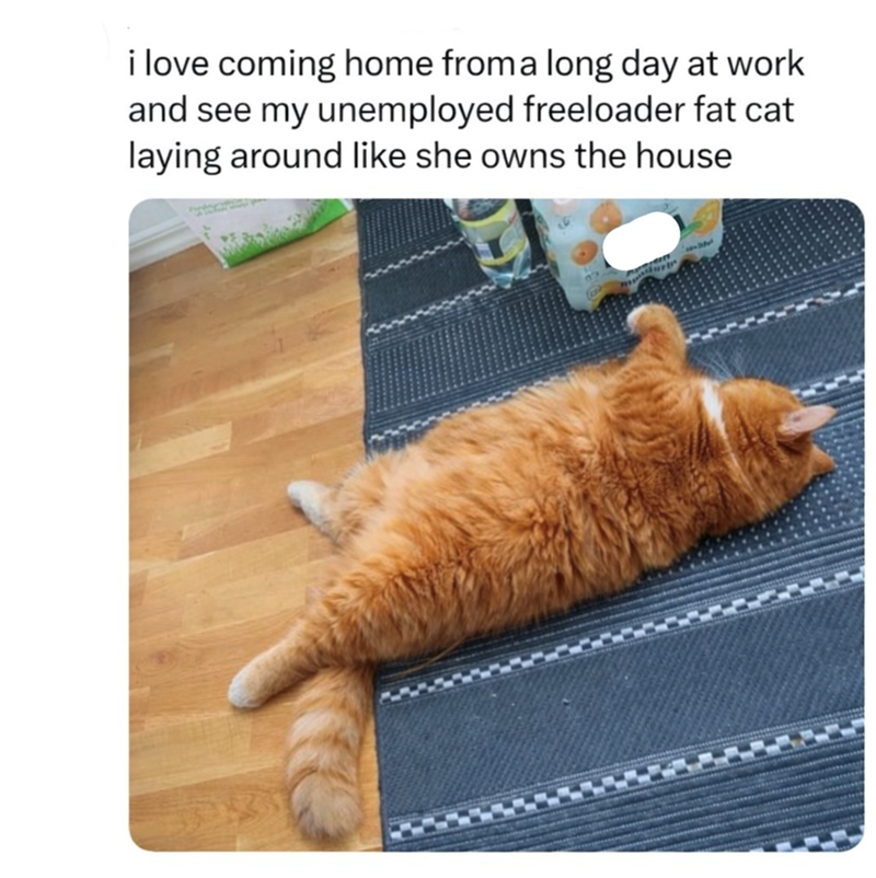 i love coming home from a long day at work and see my unemployed freeloader fat cat laying around like she owns the house