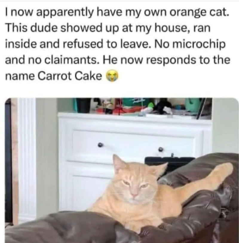 I now apparently have my own orange cat. This dude showed up at my house, ran inside and refused to leave. No microchip and no claimants. He now responds to the name Carrot Cake