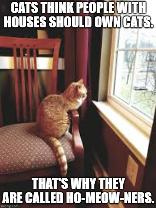 CATS THINK PEOPLE WITH HOUSES SHOULD OWN CATS. THAT'S WHY THEY ARE CALLED HO-MEOW-NERS. imgflip.com