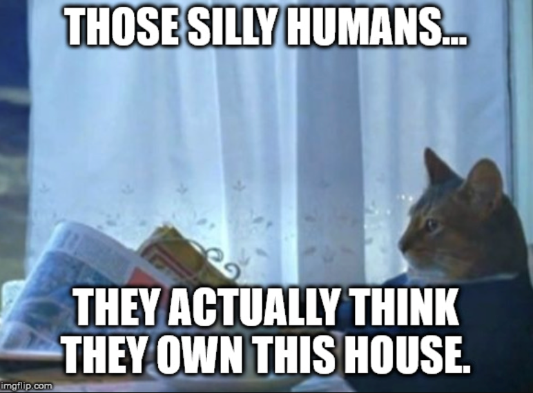 THOSE SILLY HUMANS... imgflip.com THEY ACTUALLY THINK THEY OWN THIS HOUSE.