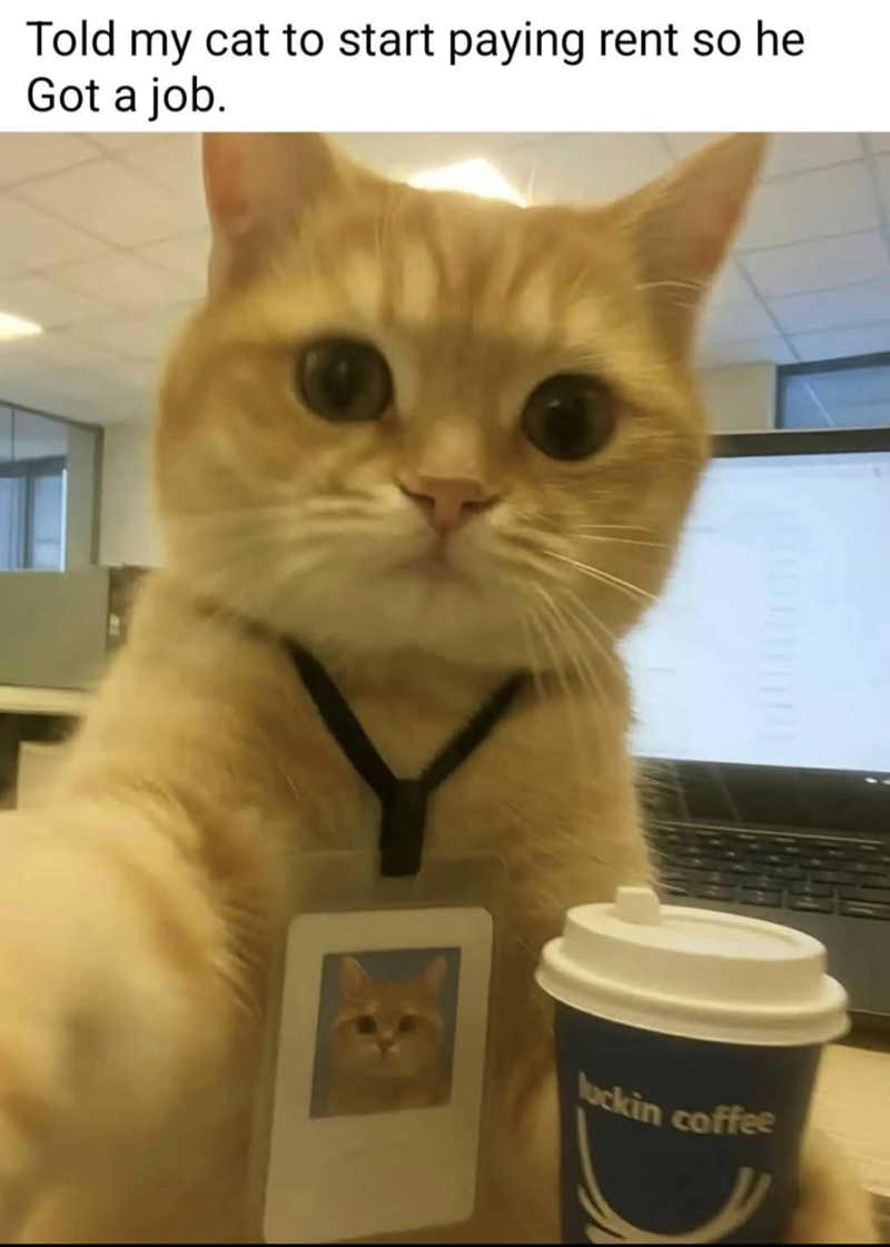 Told my cat to start paying rent so he Got a job. luckin coffee