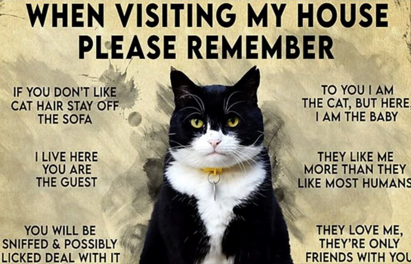 WHEN VISITING MY HOUSE PLEASE REMEMBER IF YOU DON'T LIKE CAT HAIR STAY OFF THE SOFA TO YOU I AM THE CAT, BUT HERE I AM THE BABY I LIVE HERE YOU ARE THE GUEST THEY LIKE ME MORE THAN THEY LIKE MOST HUMANS YOU WILL BE SNIFFED & POSSIBLY LICKED DEAL WITH IT THEY LOVE ME, THEY'RE ONLY FRIENDS WITH YOU