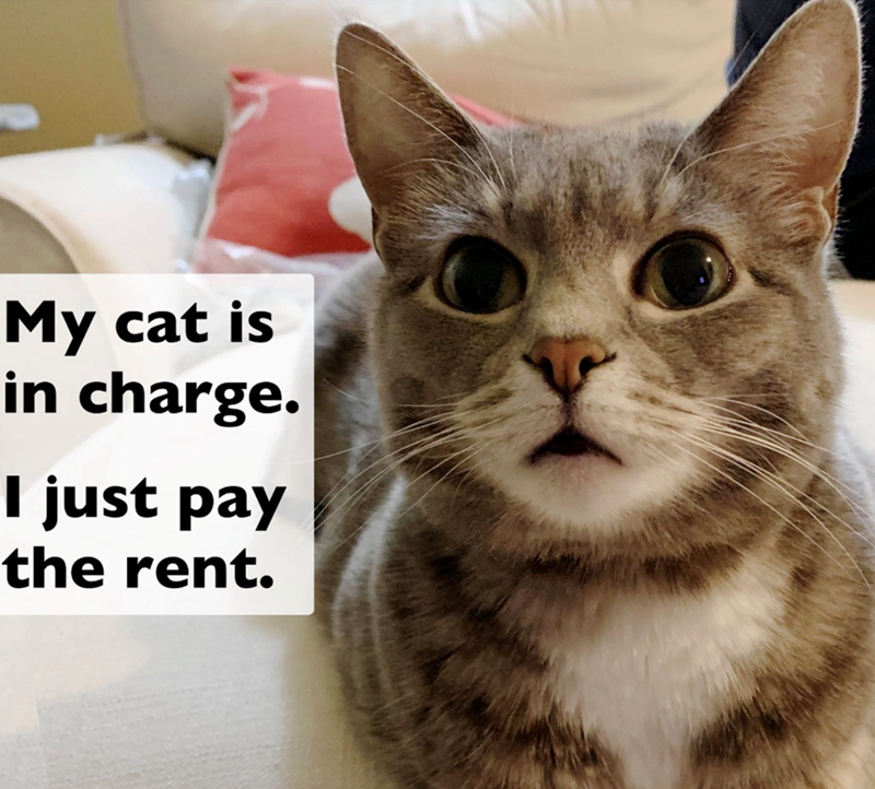 My cat is in charge. I just pay the rent.