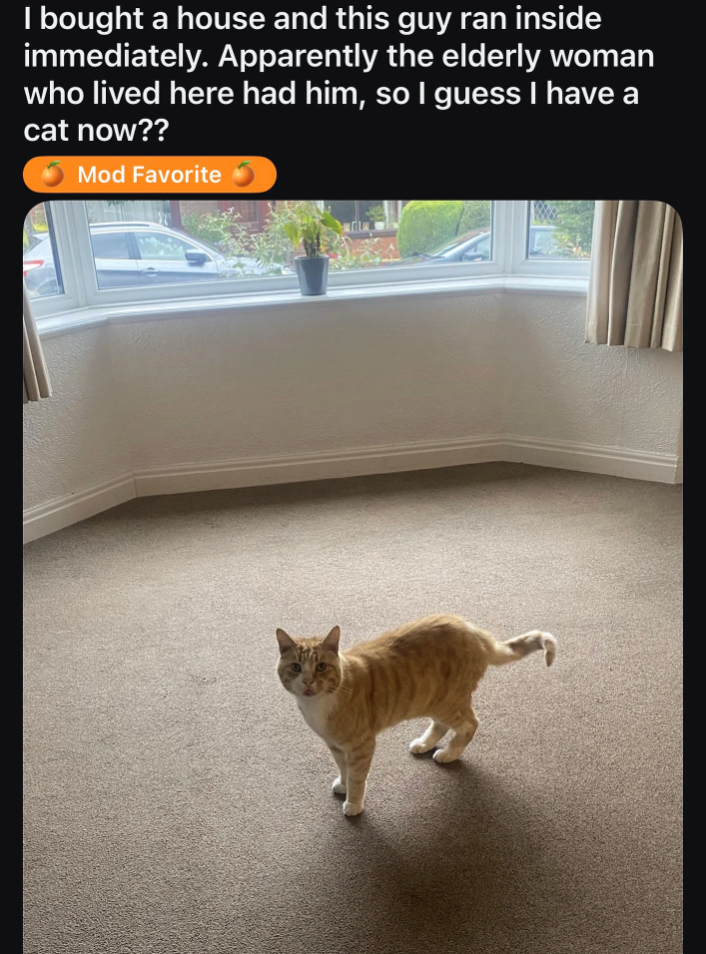 I bought a house and this guy ran inside immediately. Apparently the elderly woman who lived here had him, so I guess I have a cat now?? Mod Favorite