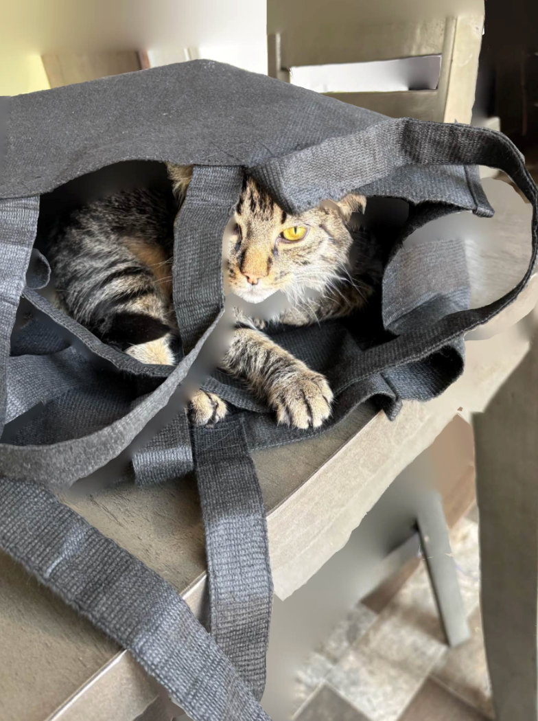 Cheezburger Image 10621032704