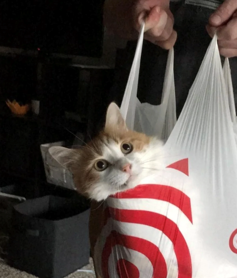 Cheezburger Image 10621034496