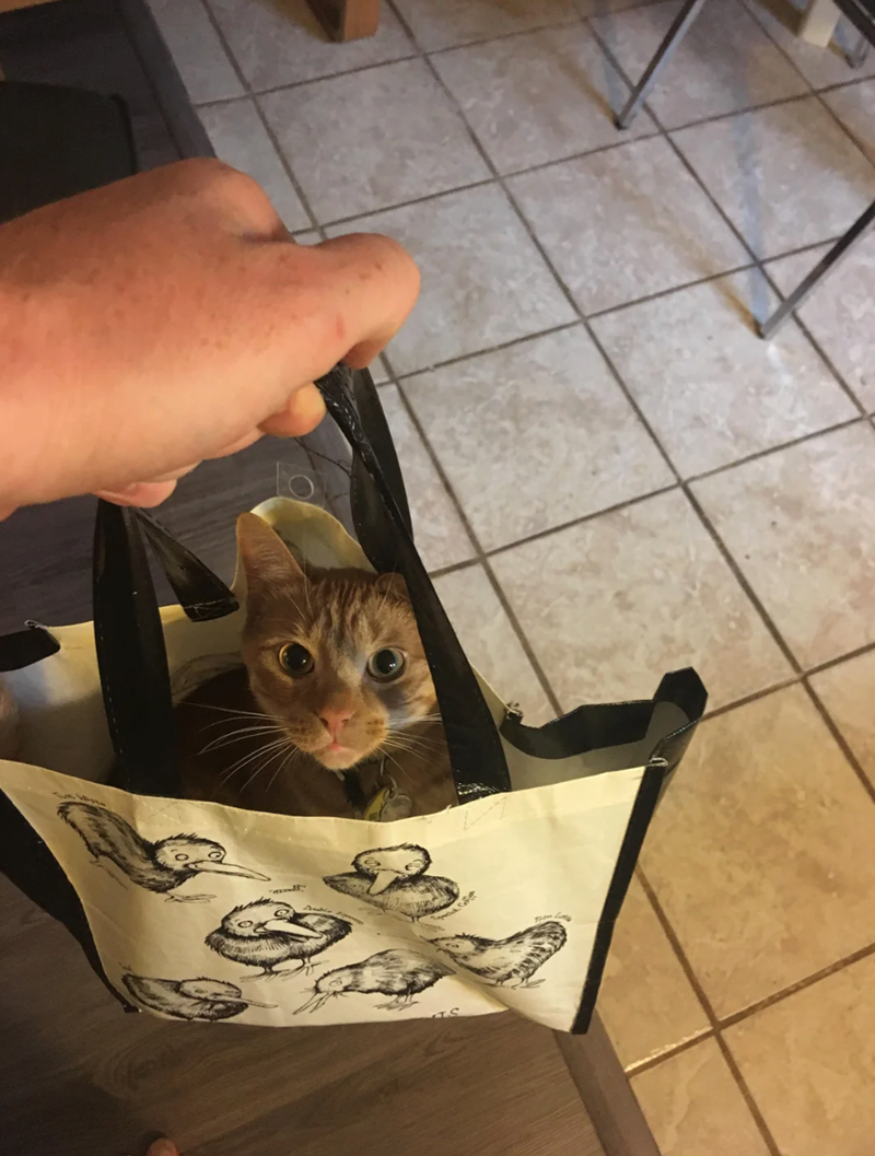 Cheezburger Image 10621034752