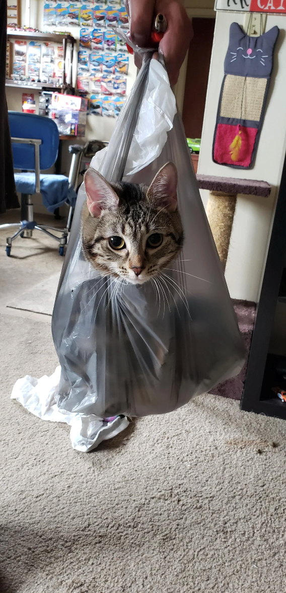 Cheezburger Image 10621035008