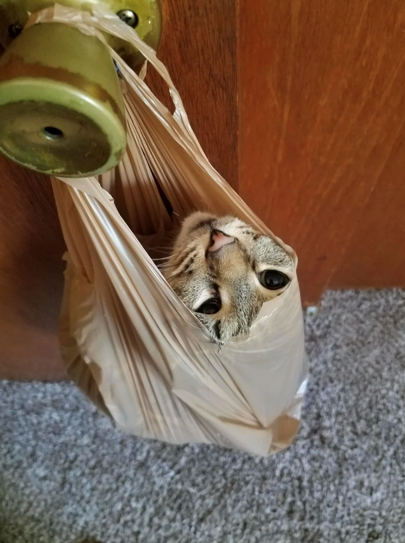 Cheezburger Image 10621035264