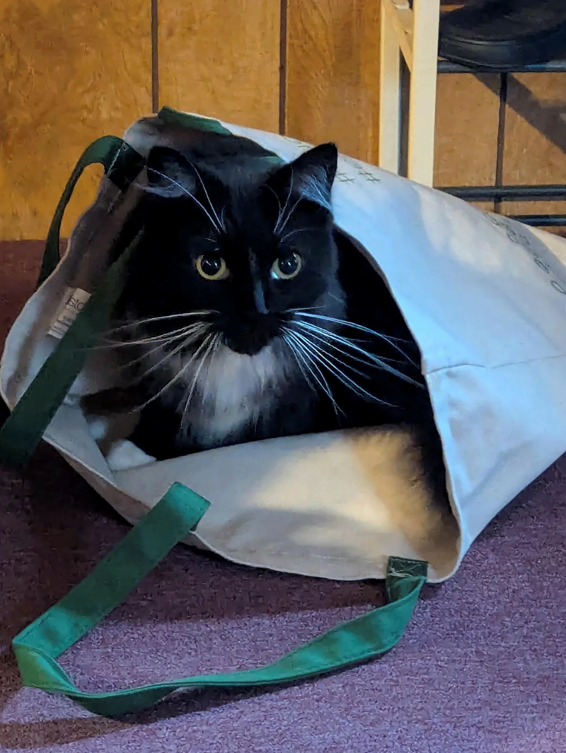 Cheezburger Image 10621036288