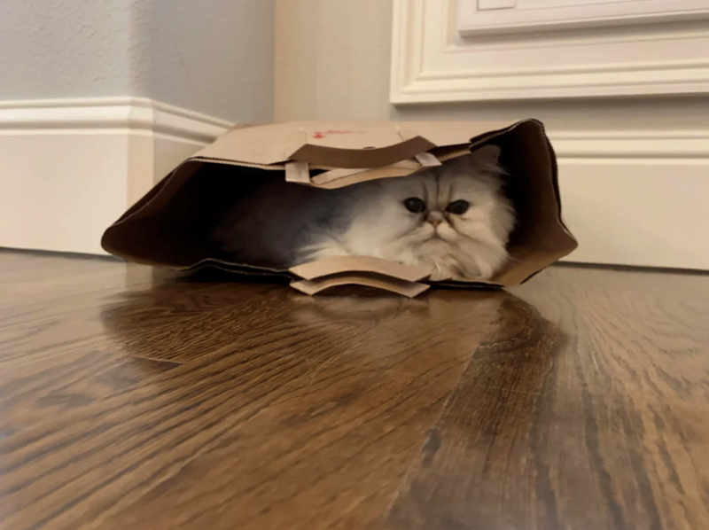 Cheezburger Image 10621037056